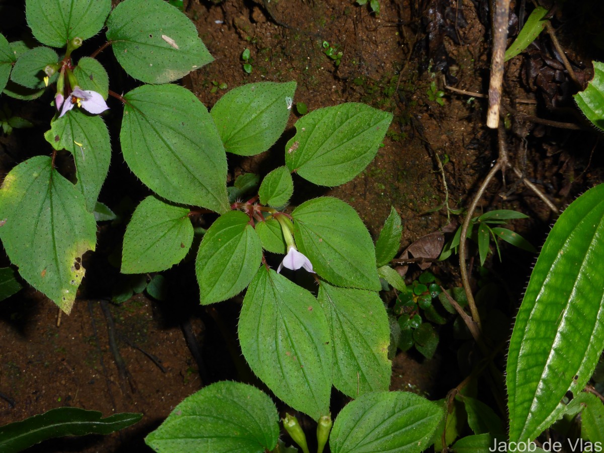 Sonerila crassicaulis Lundin